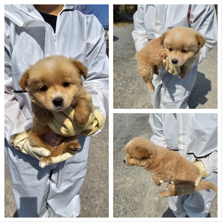 당진시동물보호소_444568202400186
